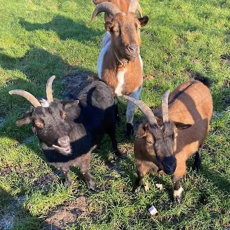 Gite A La Ferme Proche De Lille Διαμέρισμα